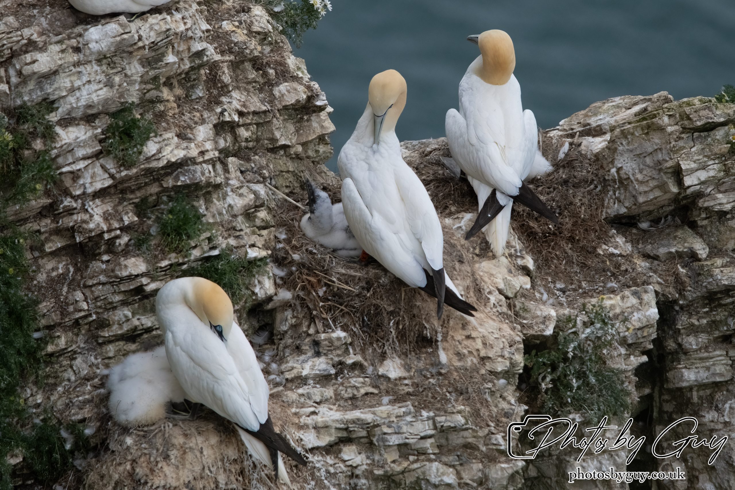 2024 Bempton Cliffs