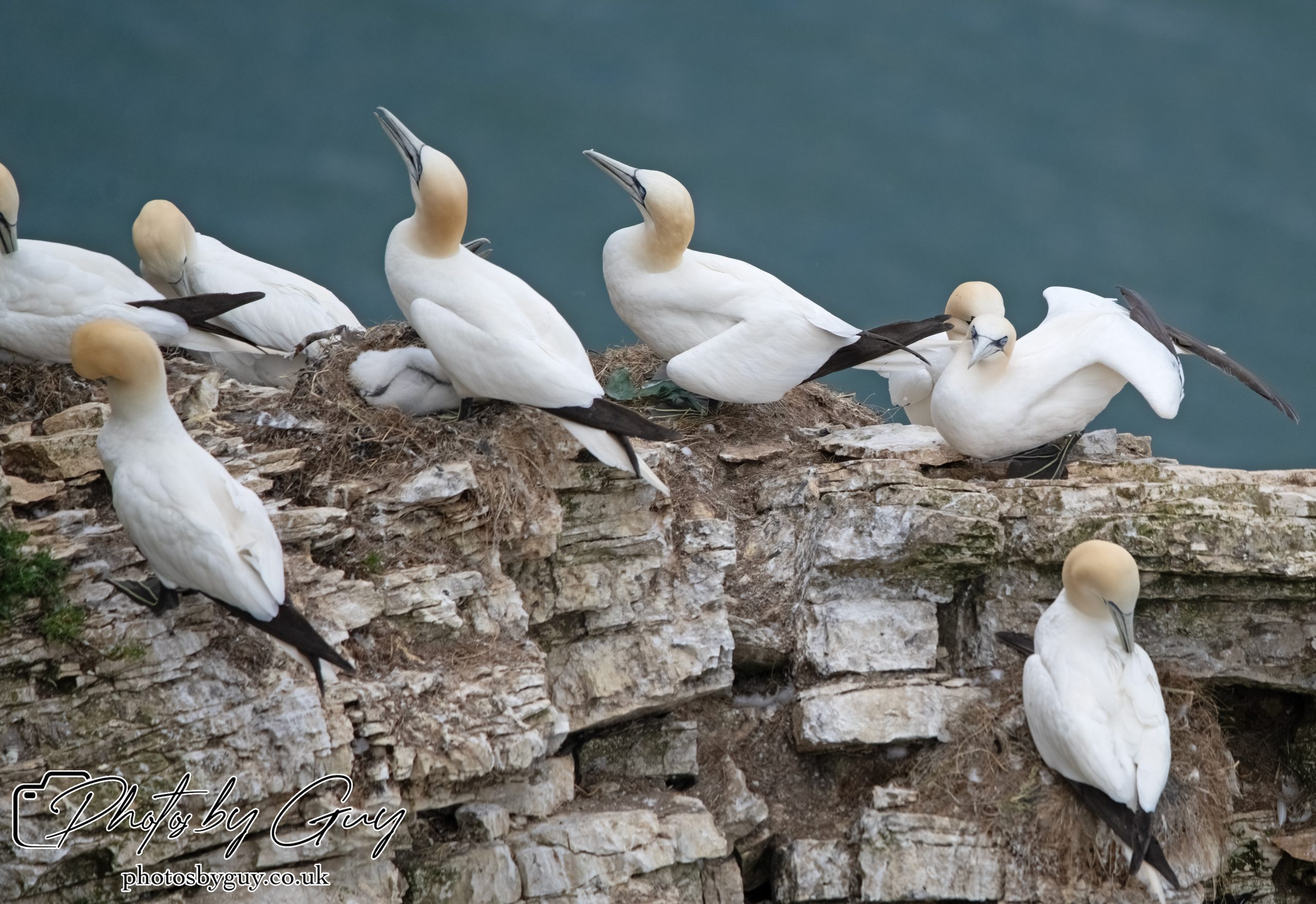 2024 Bempton Cliffs