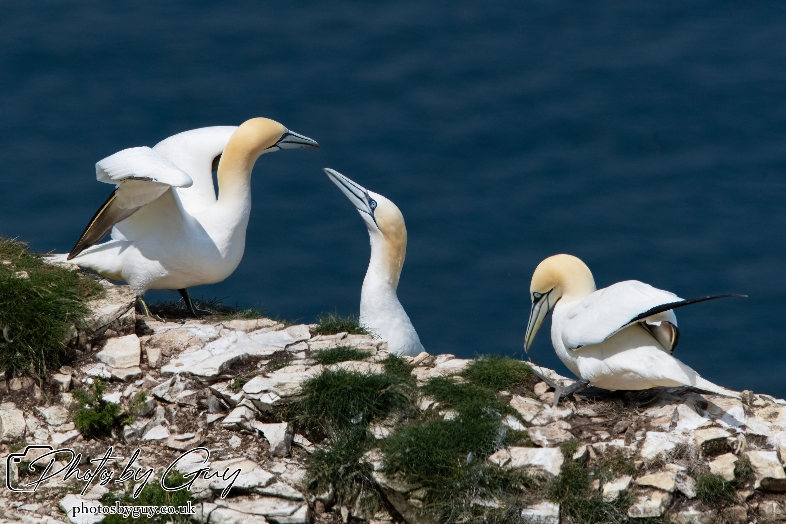 2024 Bempton Cliffs
