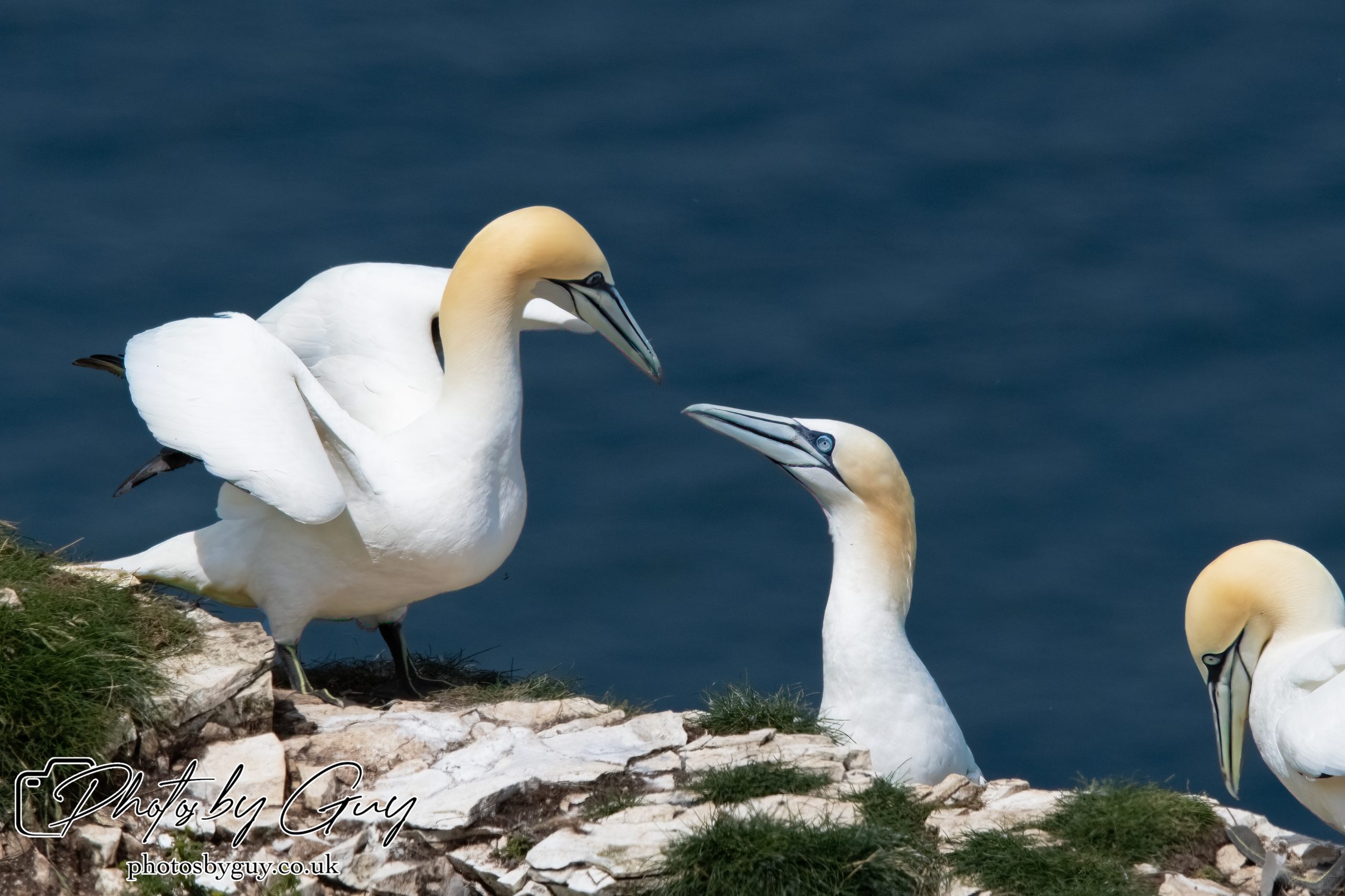 2024 Bempton Cliffs