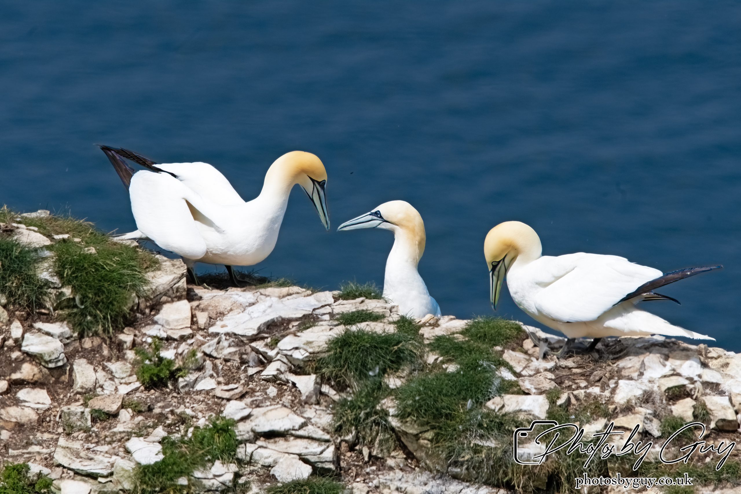 2024 Bempton Cliffs
