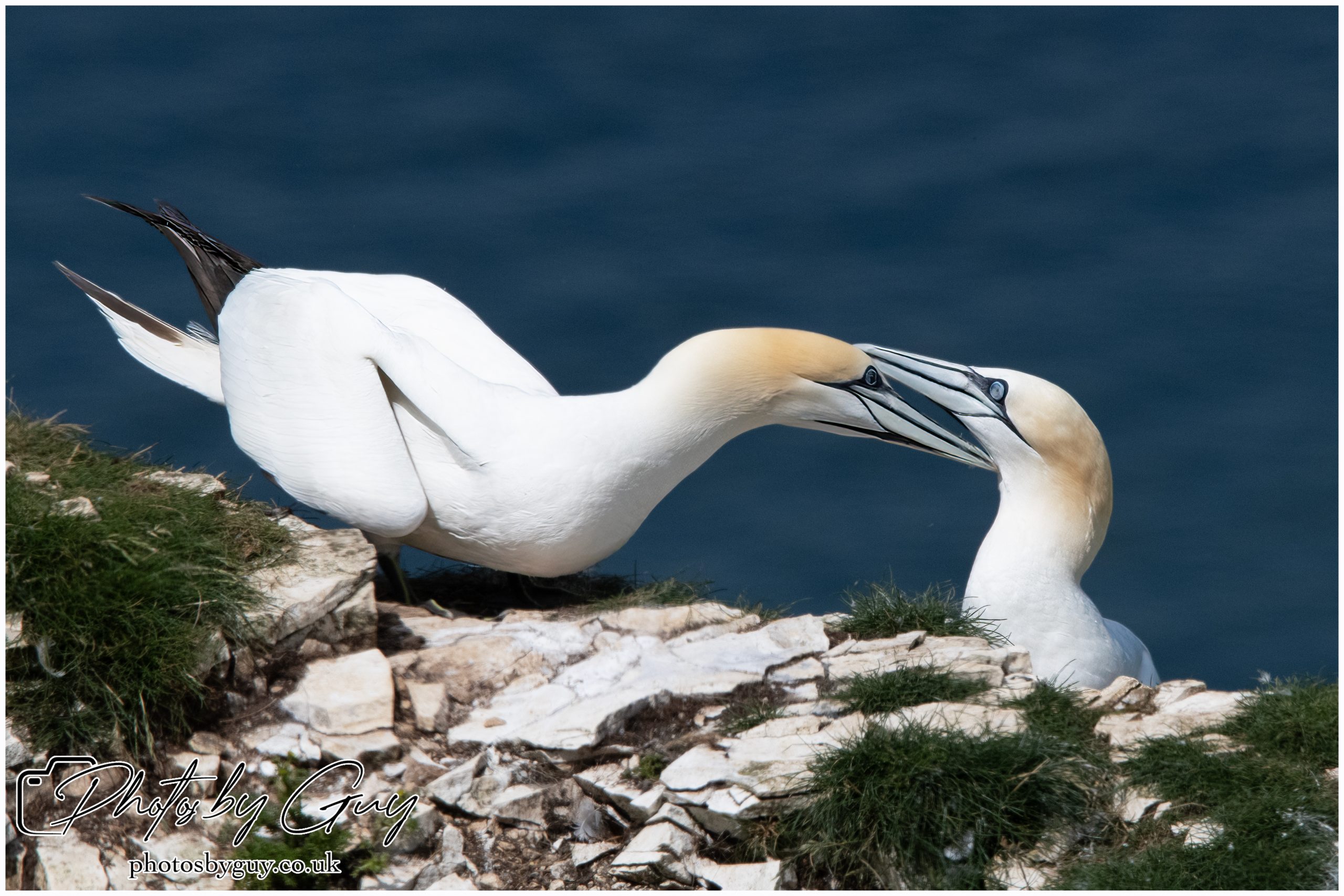 2024 Bempton Cliffs