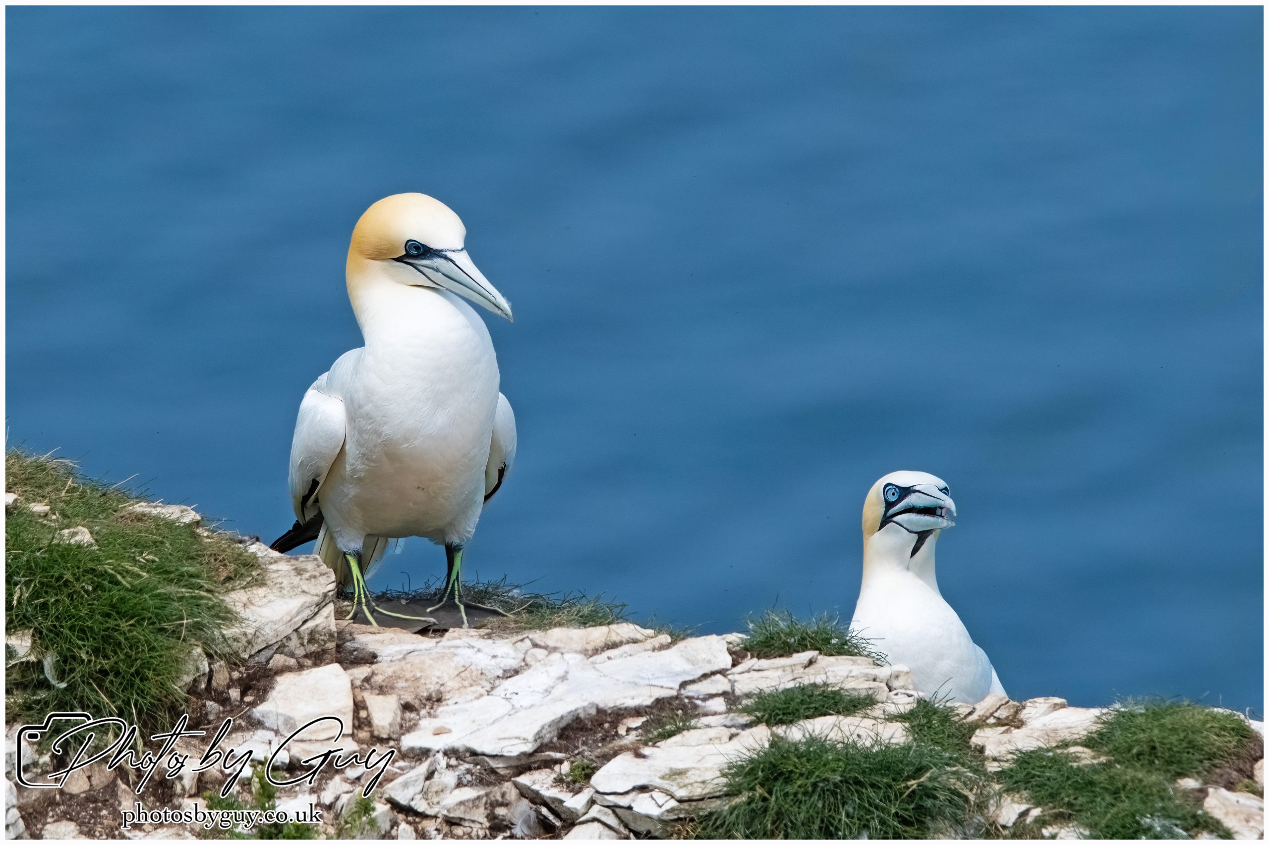 2024 Bempton Cliffs
