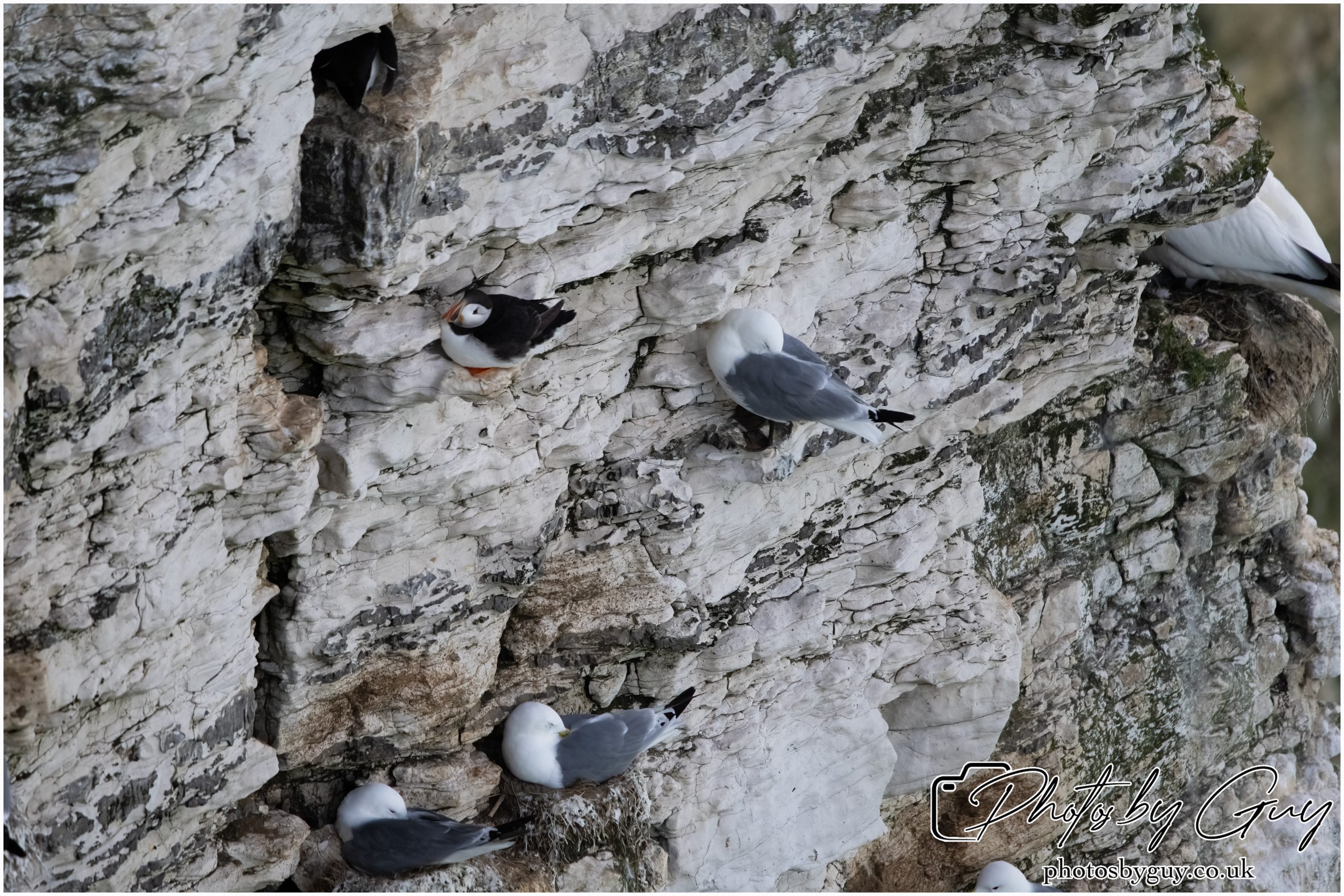 2024 Bempton Cliffs