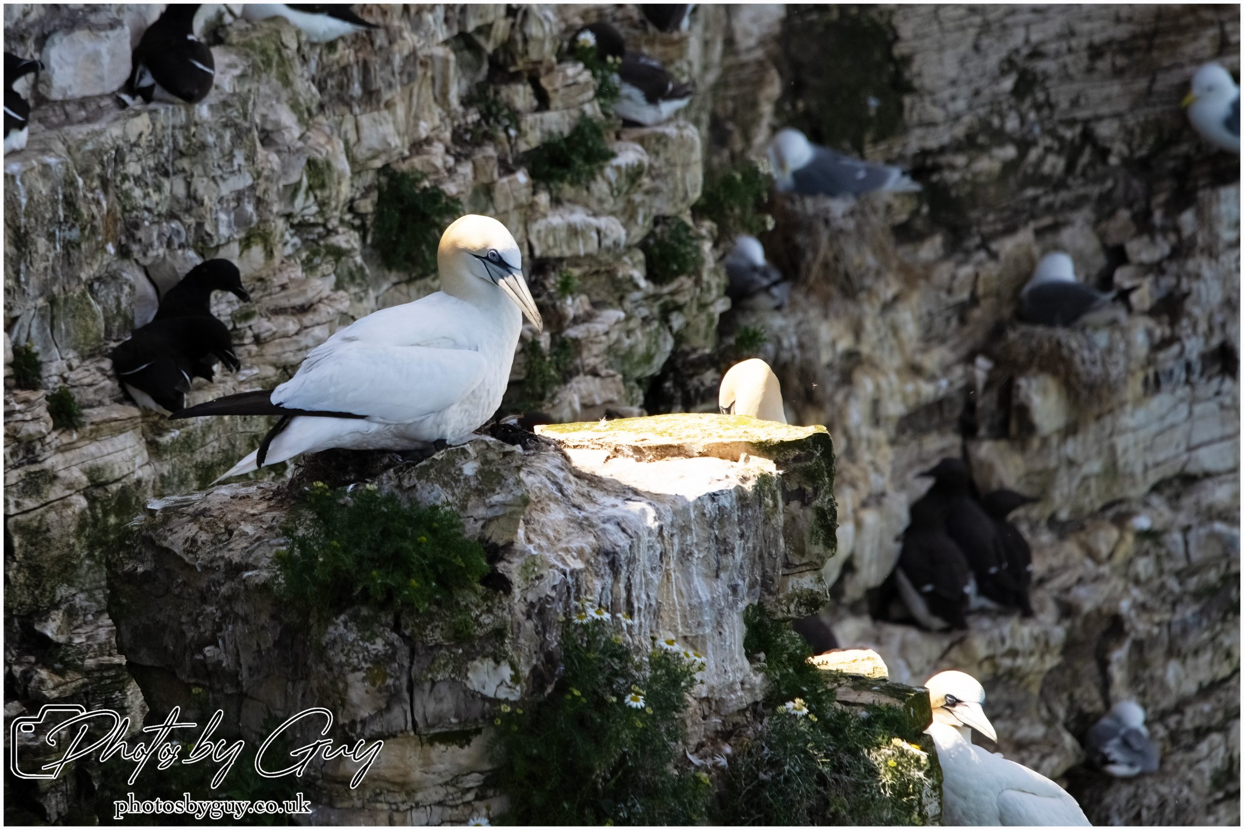 2024 Bempton Cliffs