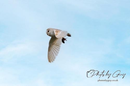 24 July 2024, Ennerdalem Cumbria -Barn Owl
