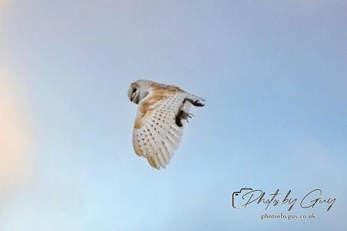 24 July 2024, Ennerdalem Cumbria -Barn Owl