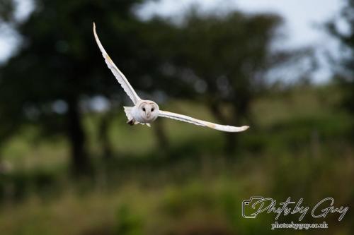 24 July 2024, Ennerdalem Cumbria -Barn Owl