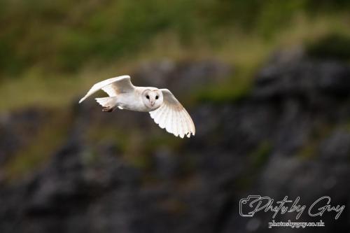 24 July 2024, Ennerdalem Cumbria -Barn Owl