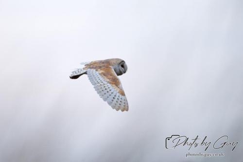 24 July 2024, Ennerdalem Cumbria -Barn Owl