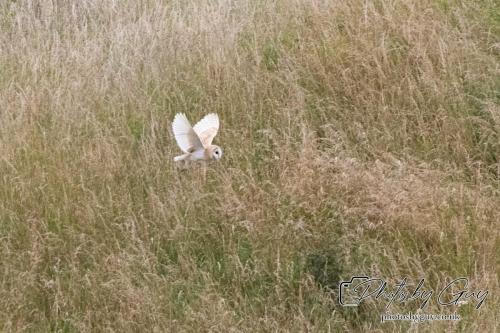 24 July 2024, Ennerdalem Cumbria -Barn Owl