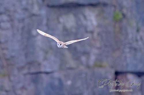 24 July 2024, Ennerdalem Cumbria - Barn Owl