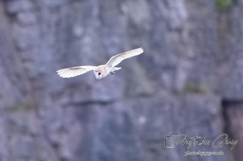 24 July 2024, Ennerdalem Cumbria -Barn Owl
