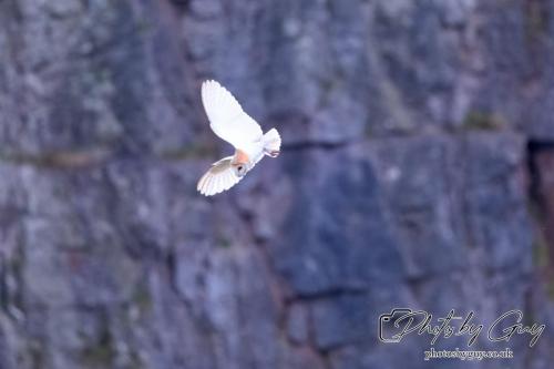 24 July 2024, Ennerdalem Cumbria -Barn Owl