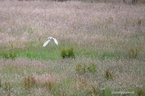 24 July 2024, Ennerdalem Cumbria -Barn Owl