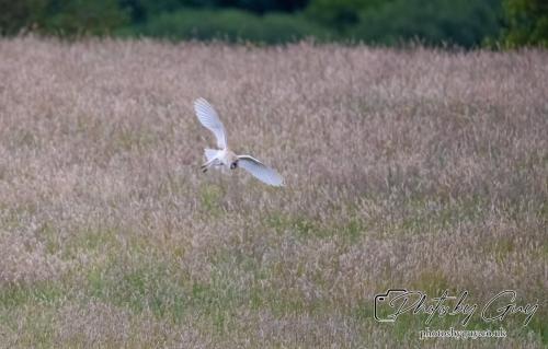 24 July 2024, Ennerdalem Cumbria -Barn Owl