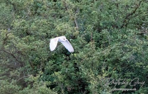 24 July 2024, Ennerdalem Cumbria -Barn Owl_Z727560