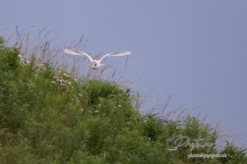 24 July 2024, Ennerdalem Cumbria -Barn Owl