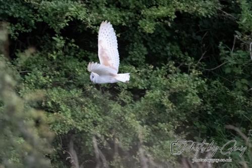 24 July 2024, Ennerdalem Cumbria -Barn Owl