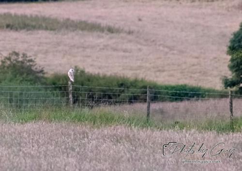 24 July 2024, Ennerdalem Cumbria -Barn Owl