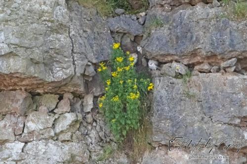 26 - 27 July 2024 Ennerdale, Cumbria -