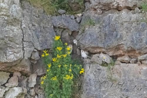 26 - 27 July 2024 Ennerdale, Cumbria -