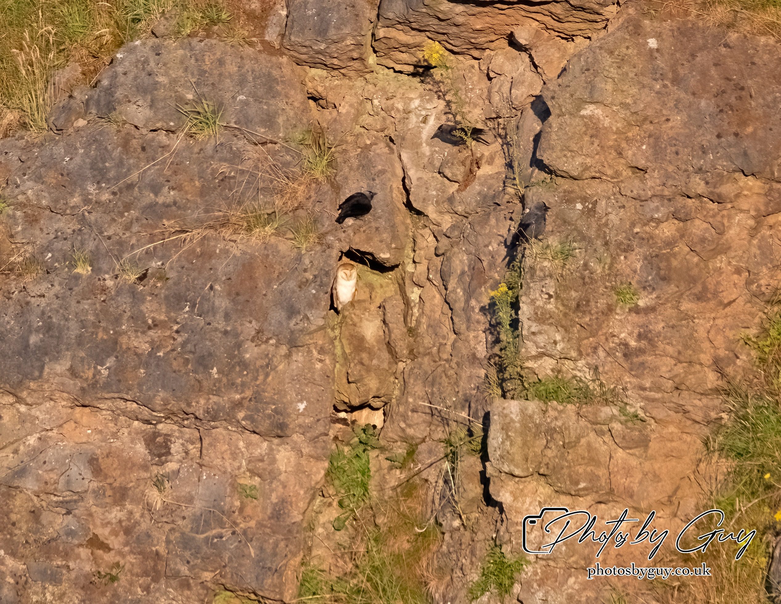 29 July 2024 : Stoat fleeing after trying to attack a Barn Owl nest with chicks