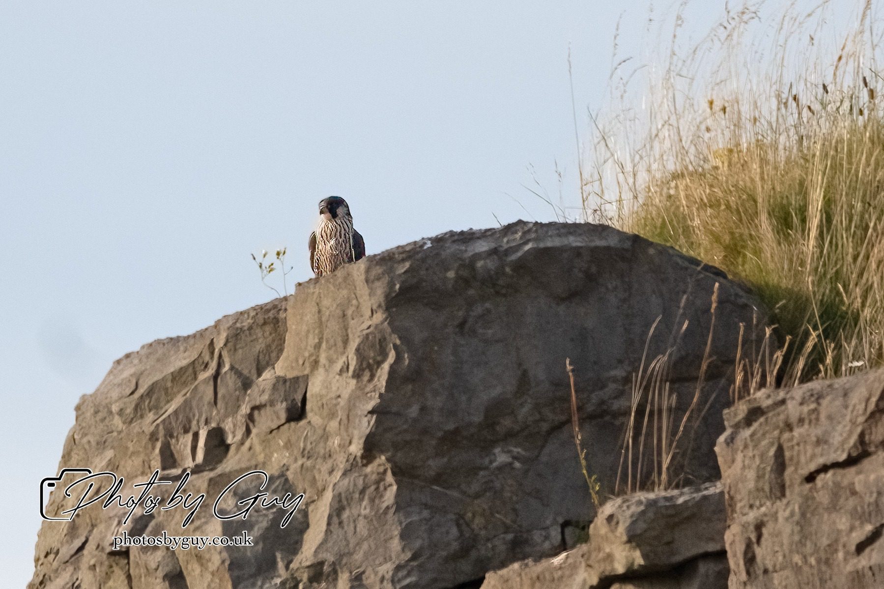 29 July 2024 : Pergrine falcon