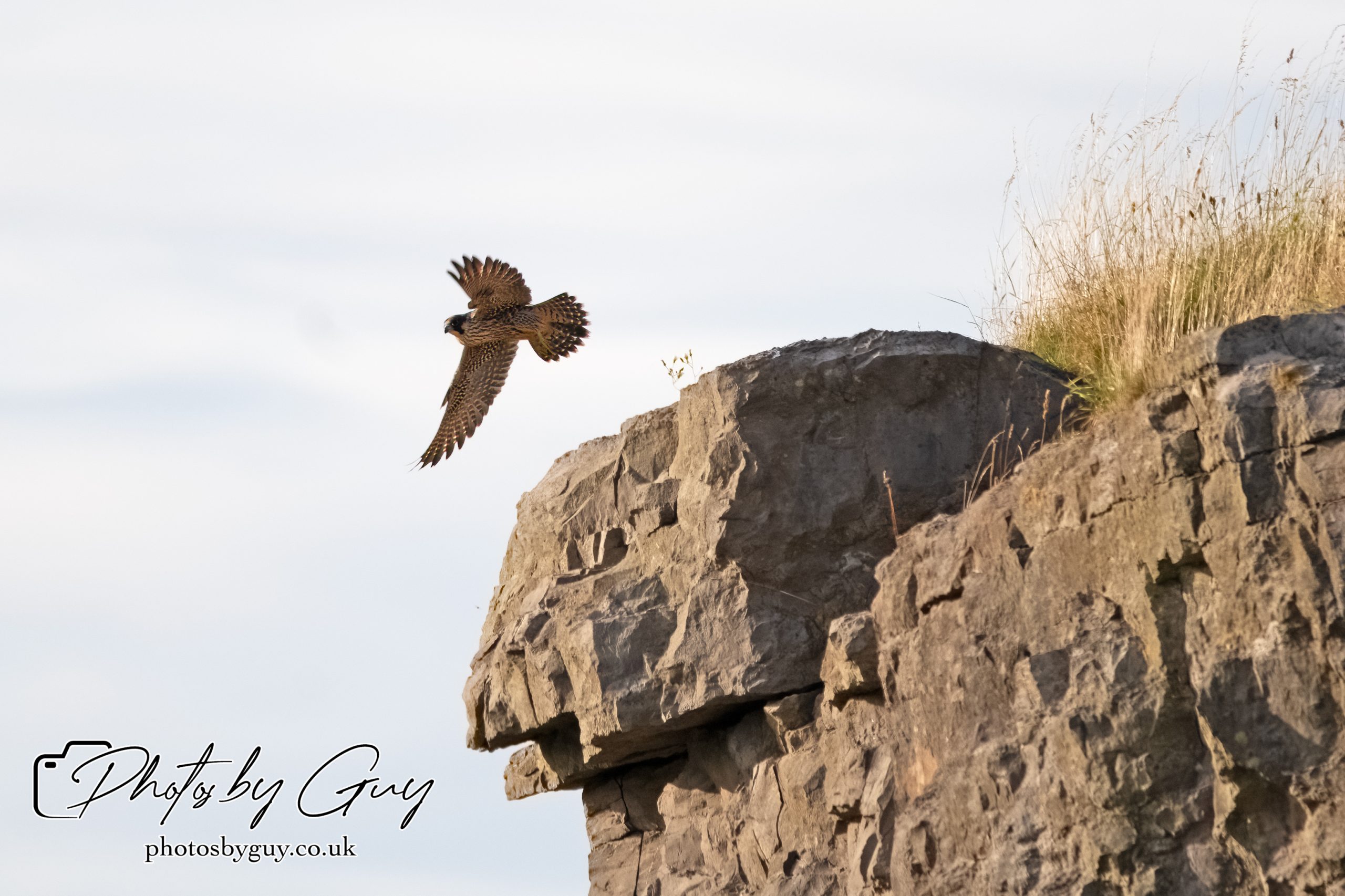 29 July 2024 : Pergrine falcon