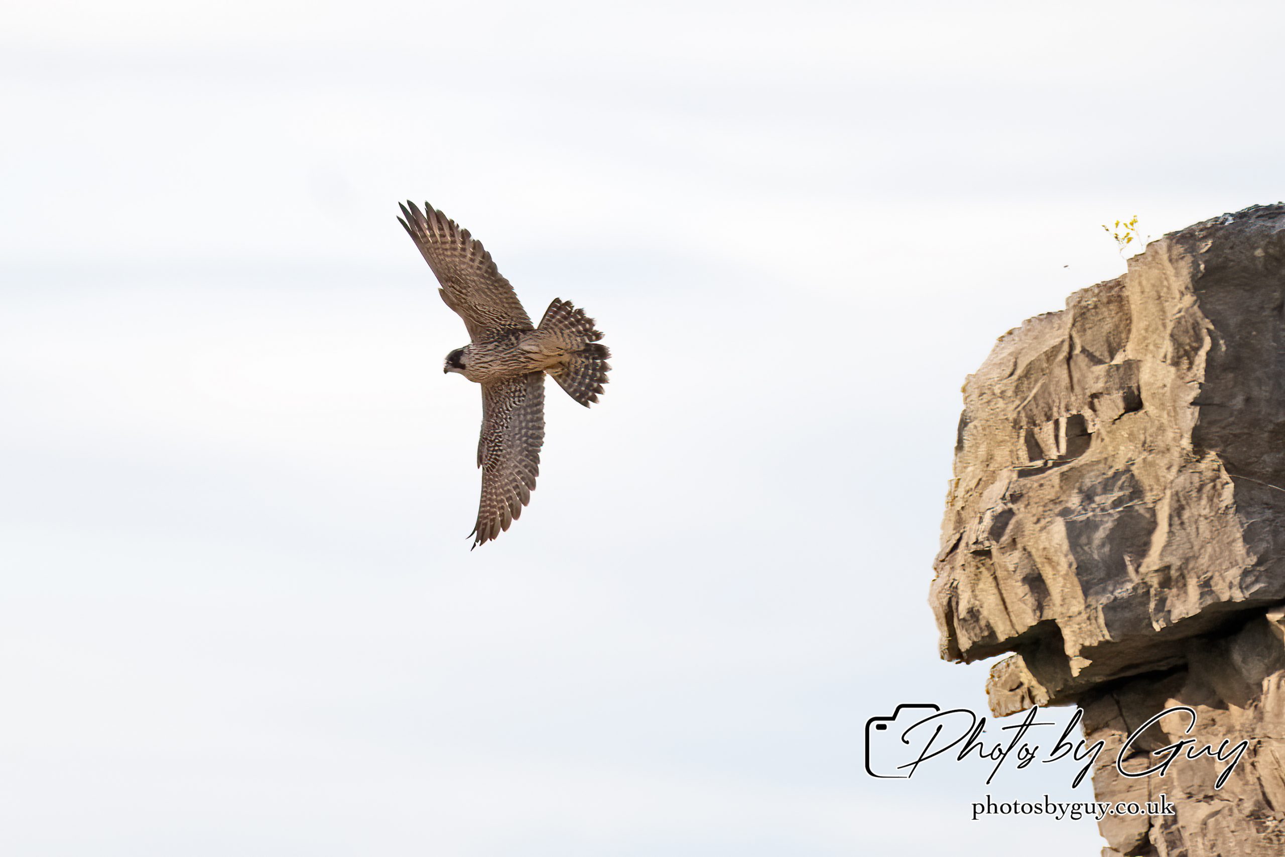 29 July 2024 : Pergrine falcon