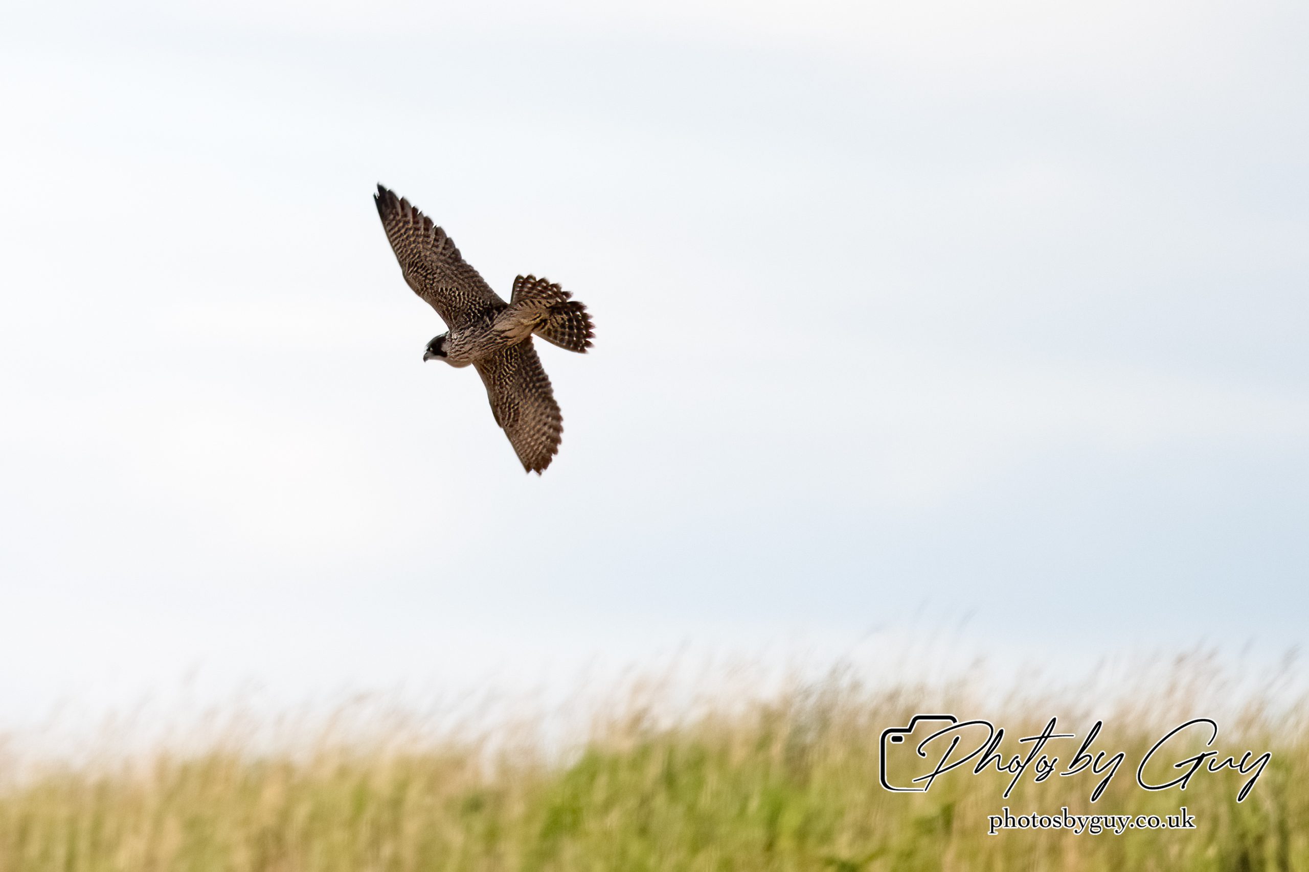 29 July 2024 : Pergrine falcon