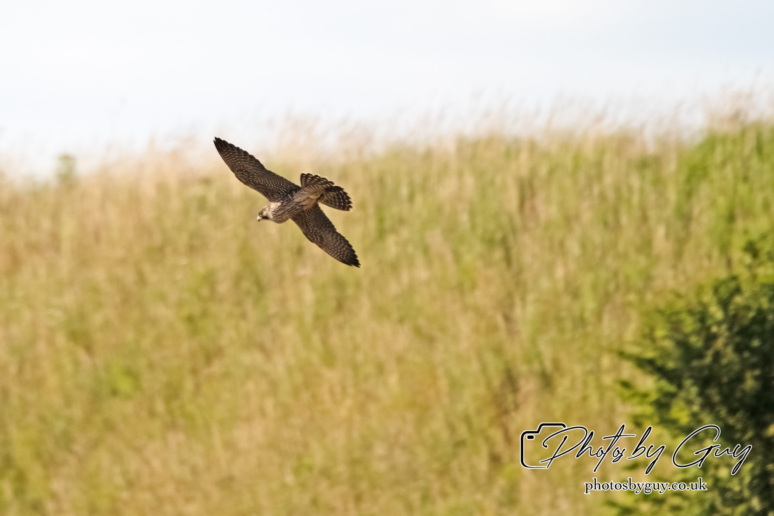 29 July 2024 : Pergrine falcon