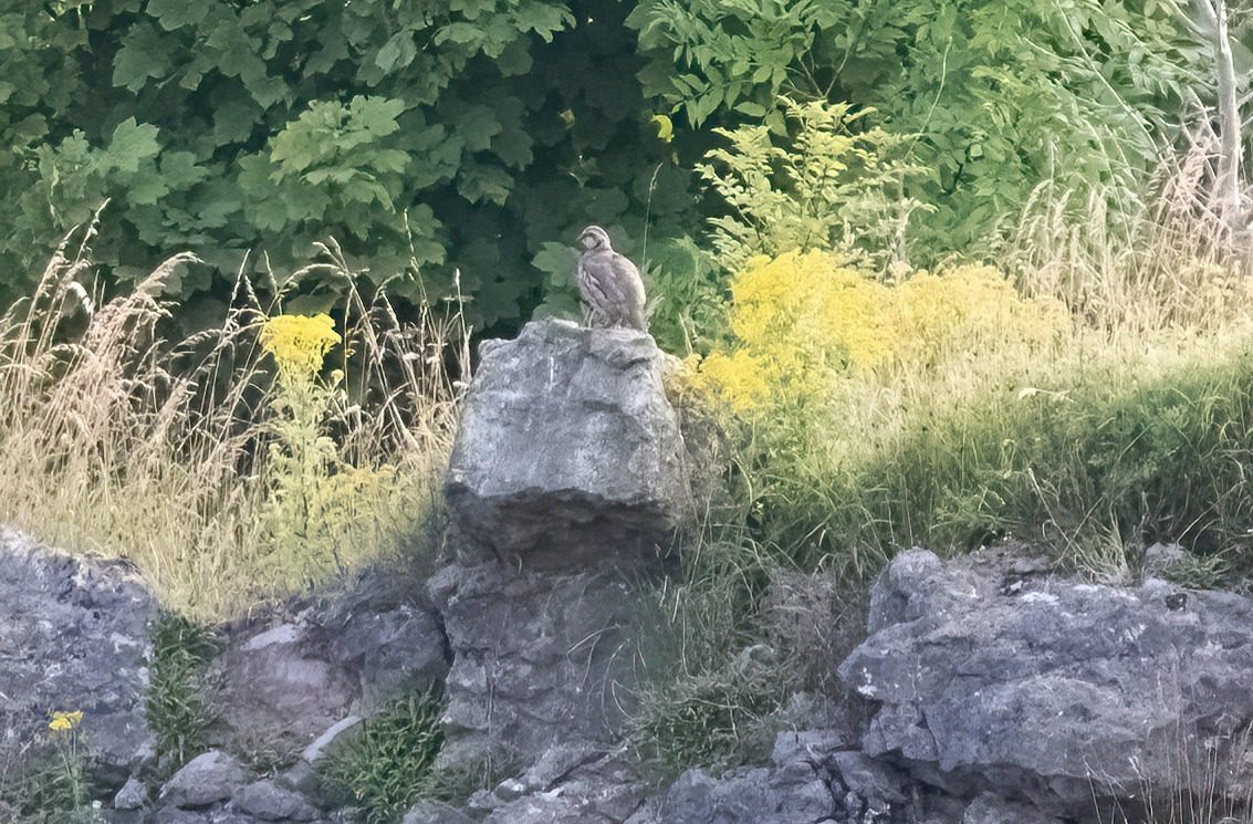 29 July 2024 : red legged Partridge on top of cliff west Cumbria