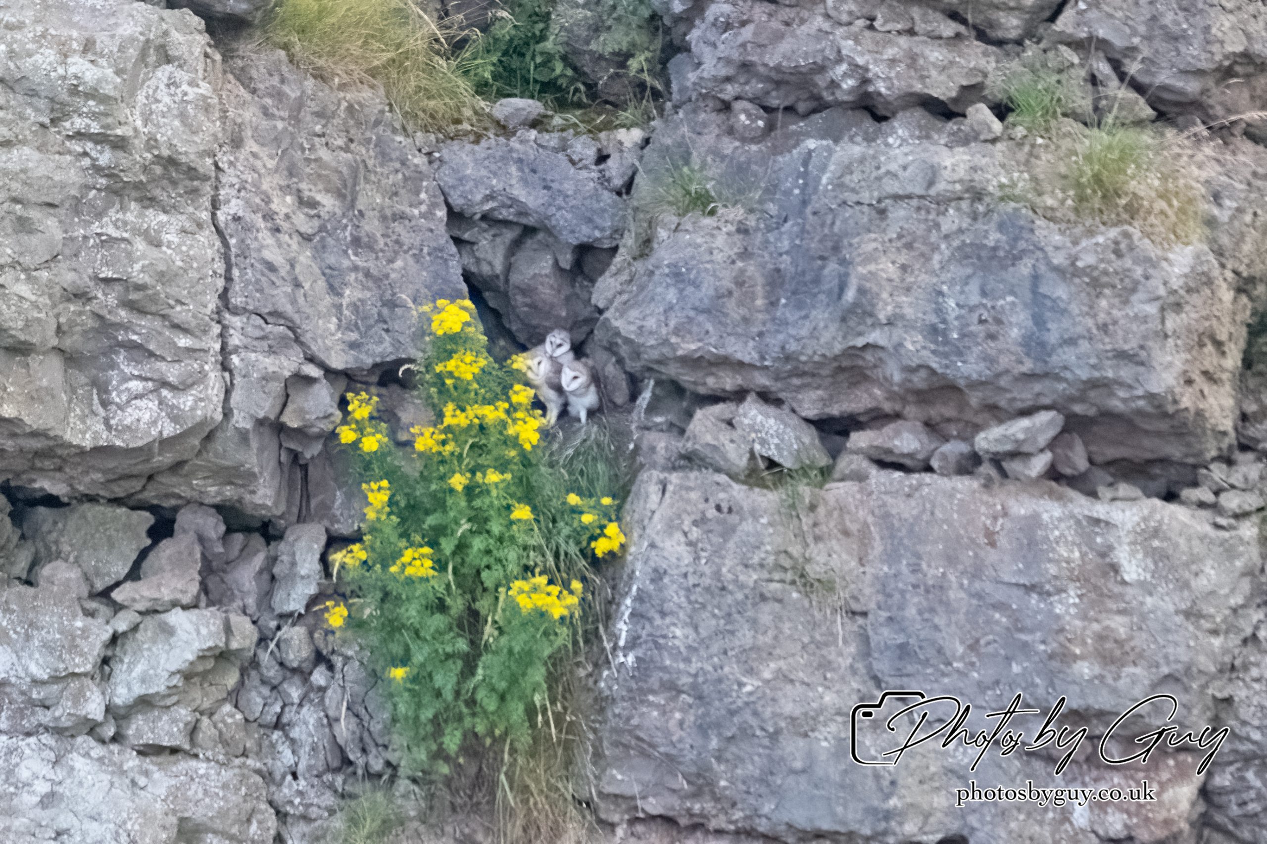29 July 2024 : Barn Owl chicks screaming at a Stoat