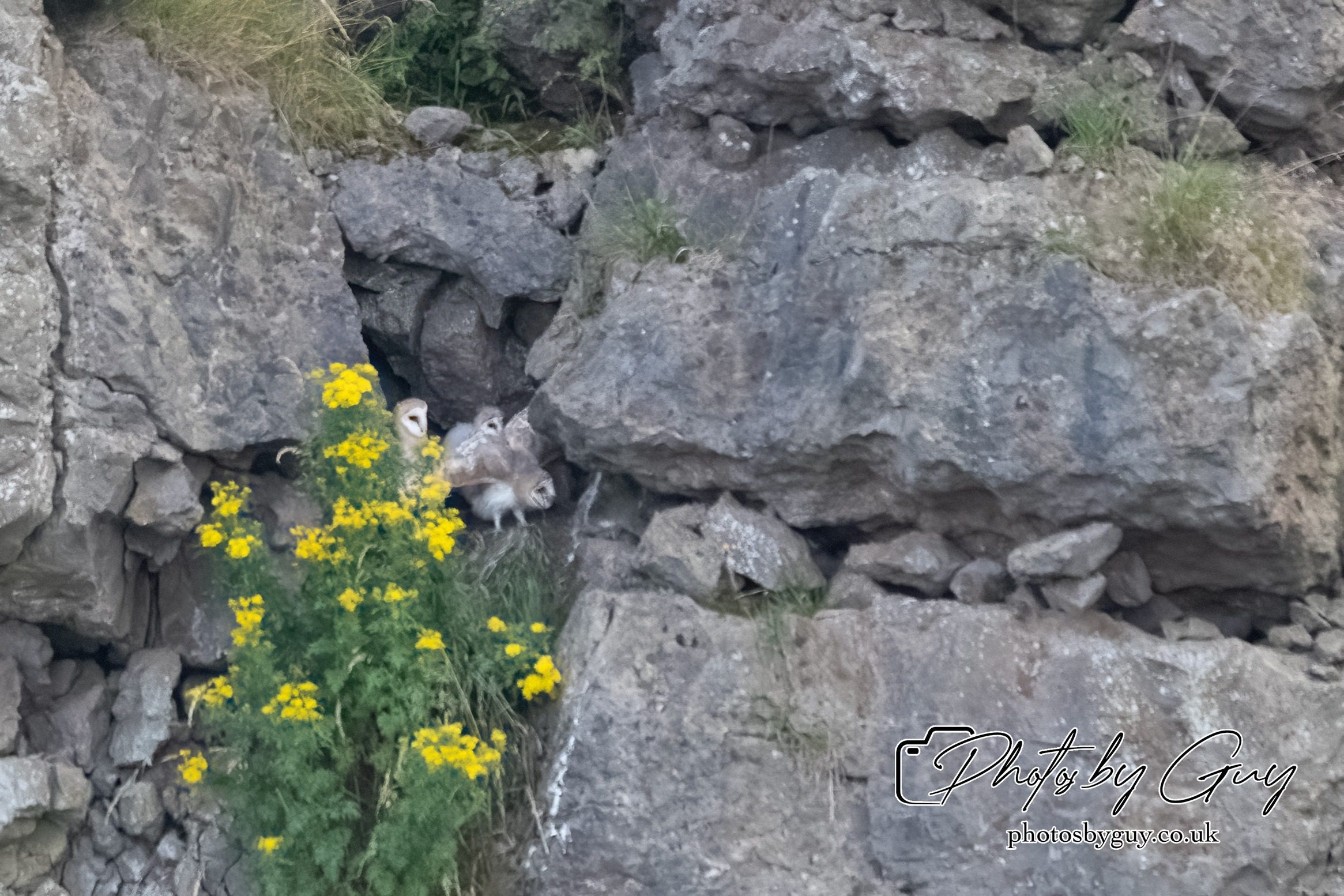 29 July 2024 : Barn Owl chicks screaming at a Stoat