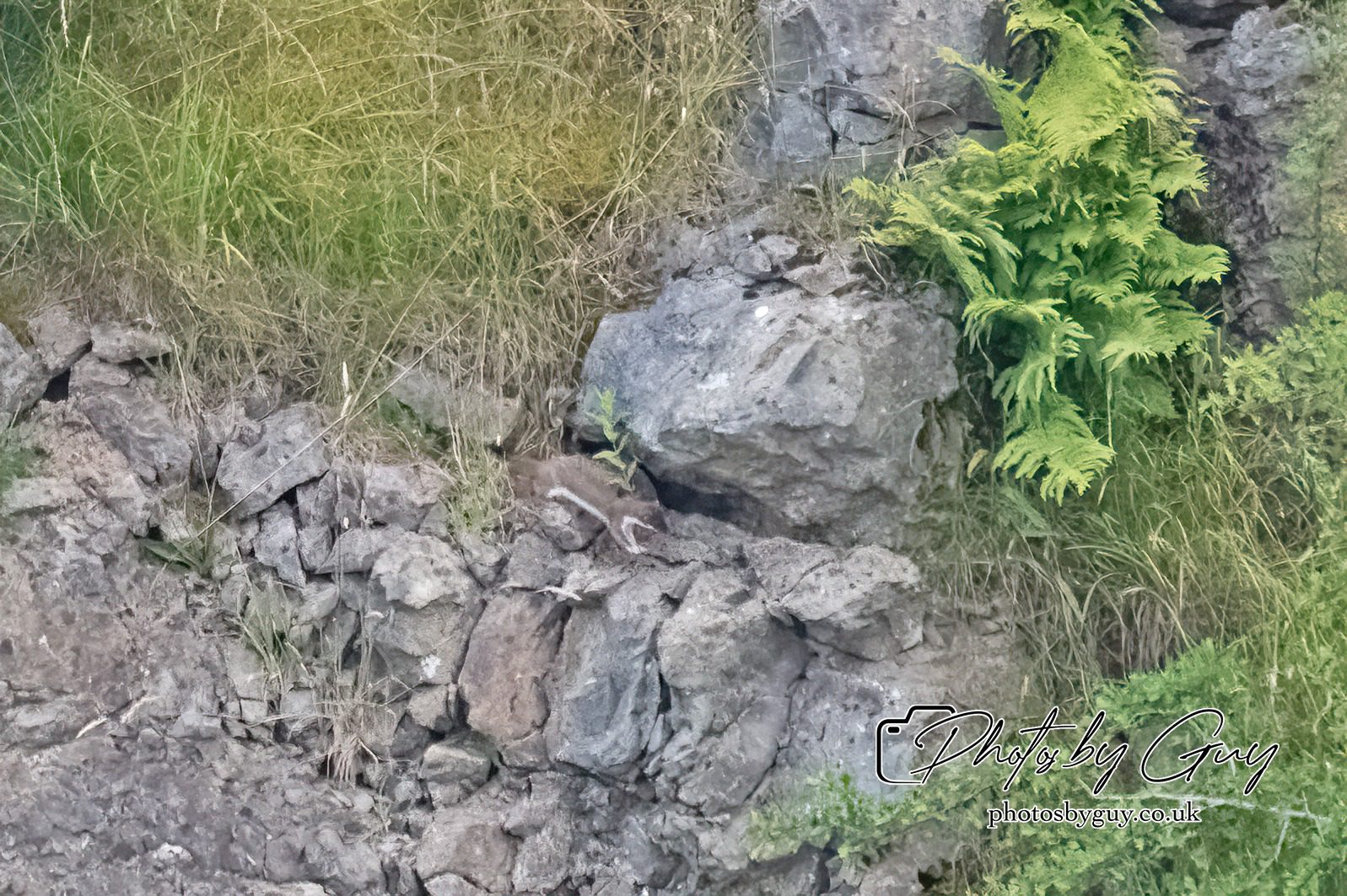 29 July 2024 : Stoat fleeing after trying to attack a Barn Owl nest with chicks