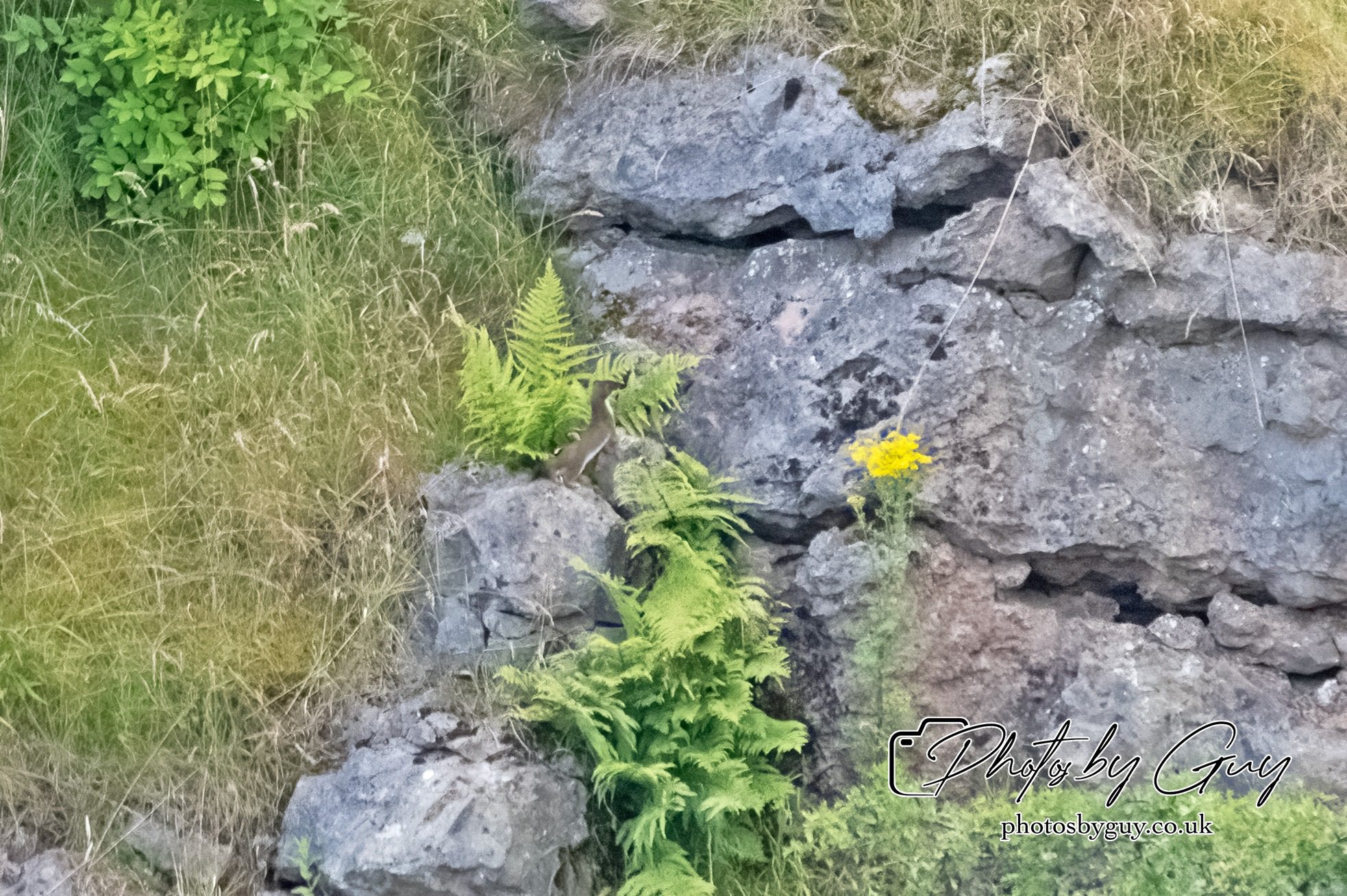 29 July 2024 : Stoat fleeing after trying to attack a Barn Owl nest with chicks