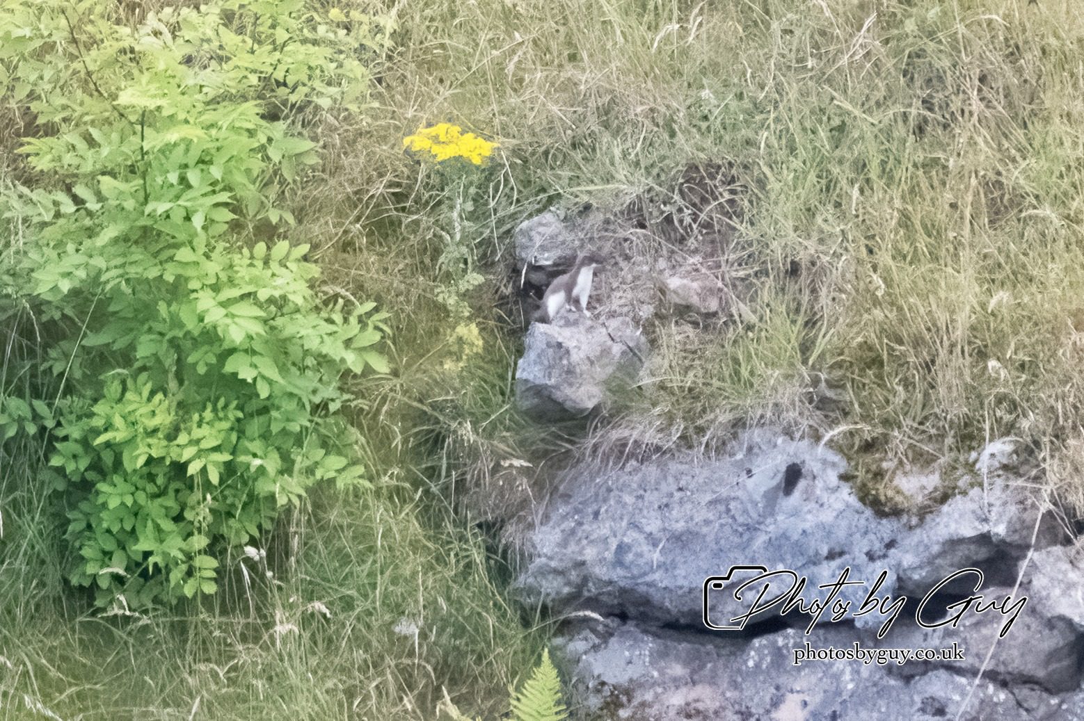 29 July 2024 : Stoat fleeing after trying to attack a Barn Owl nest with chicks