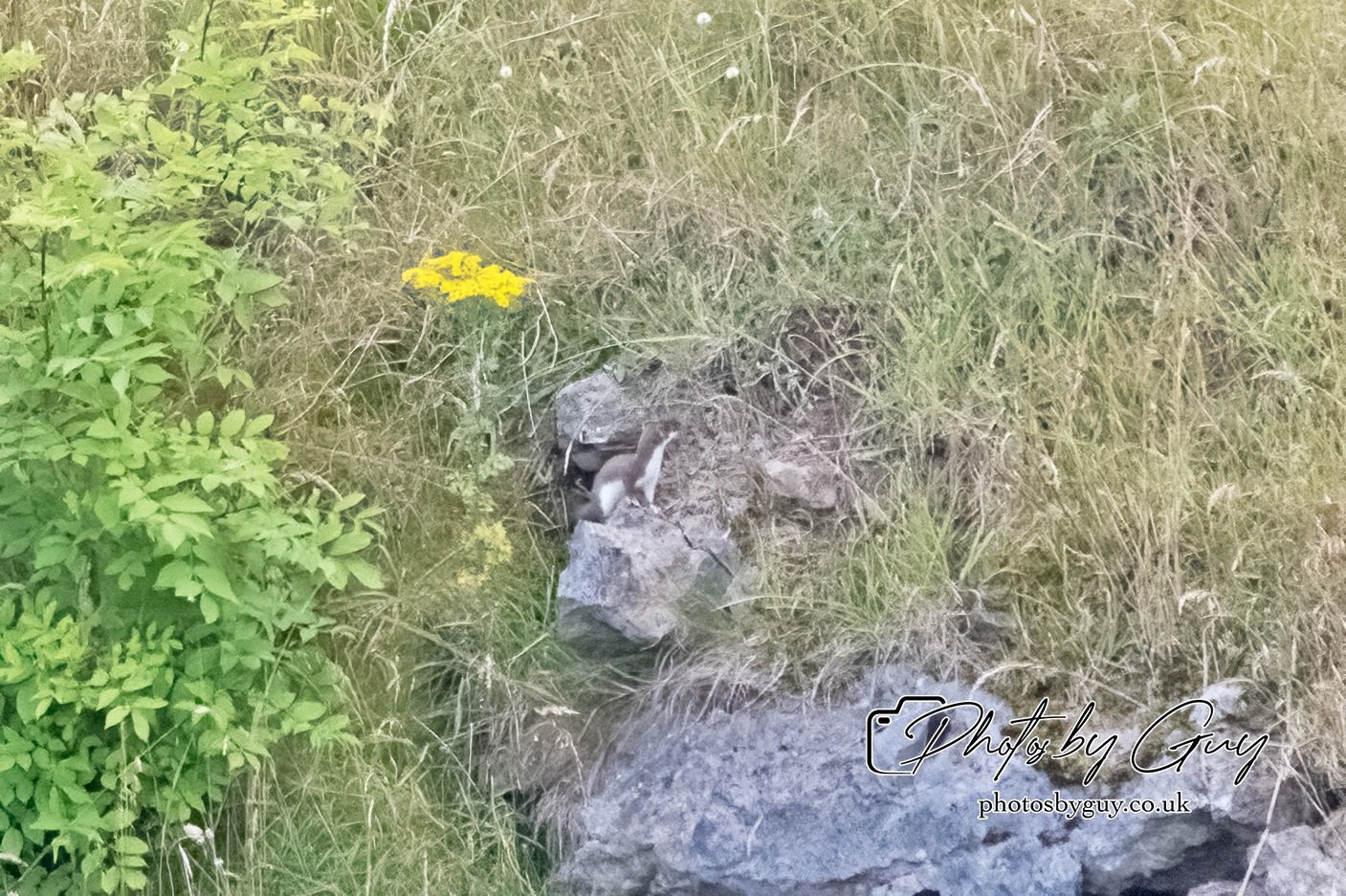 29 July 2024 : Stoat fleeing after trying to attack a Barn Owl nest with chicks