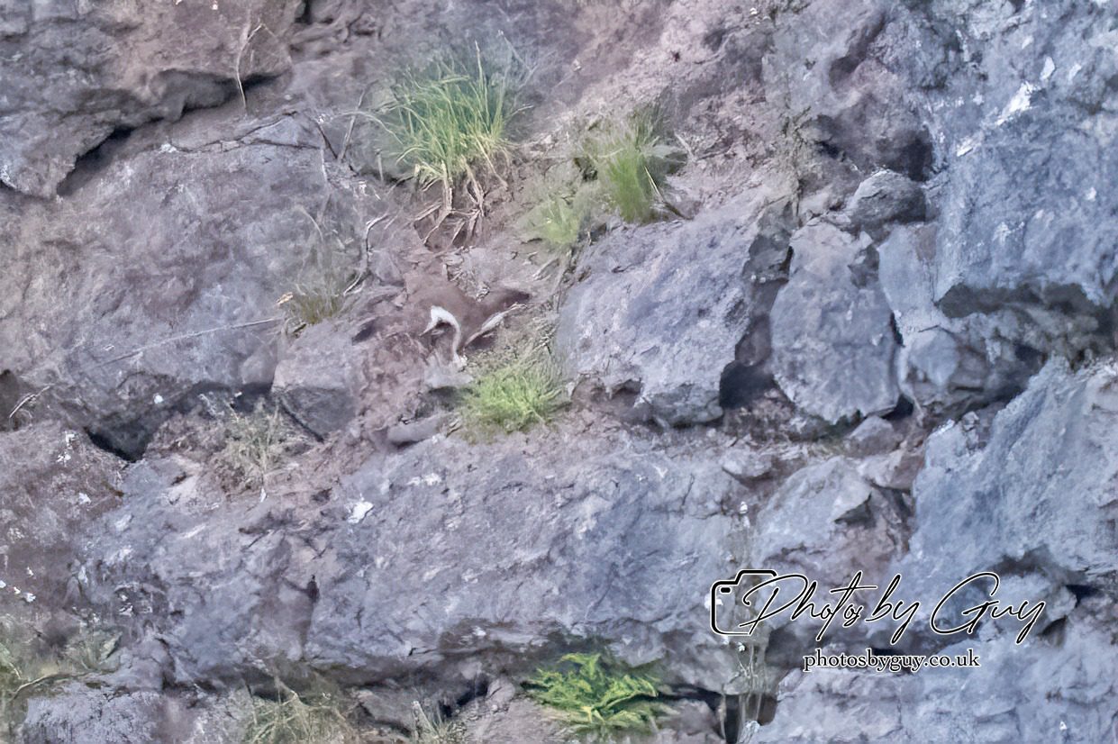 29 July 2024 : Stoat fleeing after trying to attack a Barn Owl nest with chicks