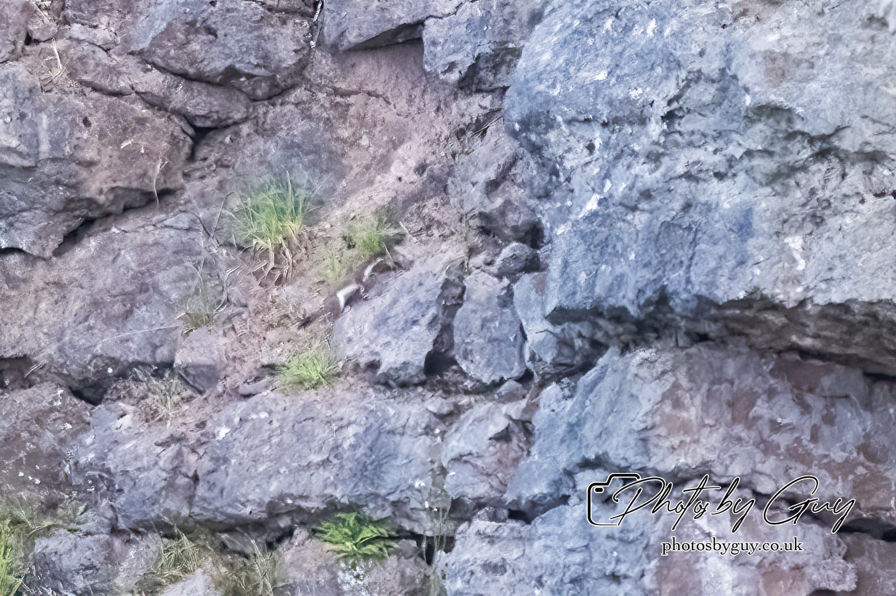 29 July 2024 : Stoat fleeing after trying to attack a Barn Owl nest with chicks