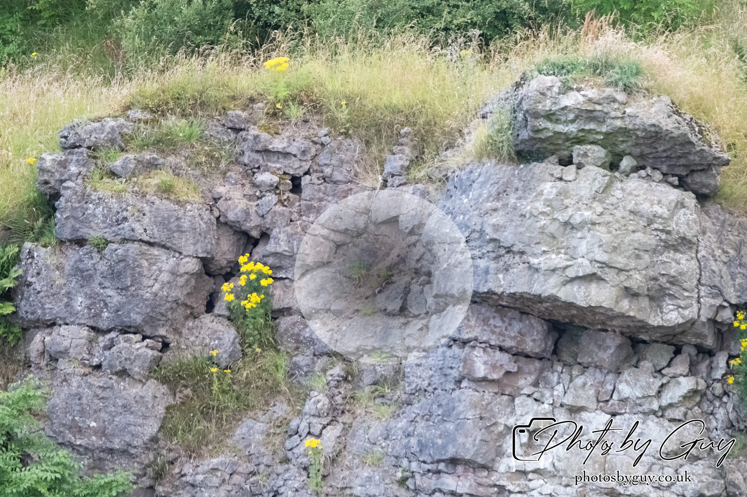 29 July 2024 : Stoat fleeing after trying to attack a Barn Owl nest with chicks
