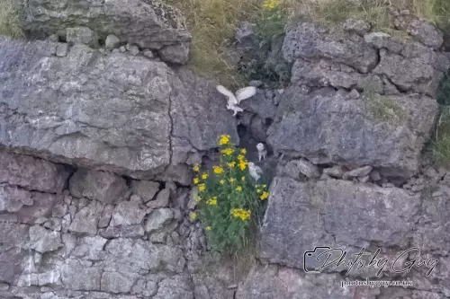 Clambering out of the nest