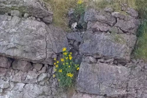 Clambering out of the nest and finished !