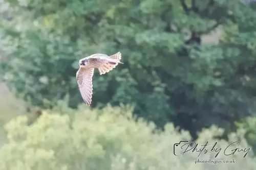  August 2024 : West Cumbria, Peregrin Falcon