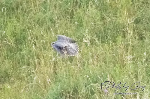 3 August 2024 : West Cumbria, Peregrin Falcon