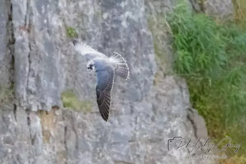 1 Aug 2024, West Cumbria, Peregrine Falcon