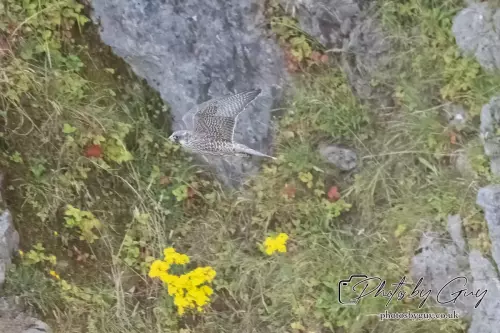 1 Aug 2024, West Cumbria, Peregrine Falcon