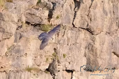 1 Aug 2024, West Cumbria, Peregrine Falcon