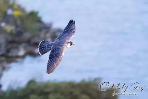 1 Aug 2024, West Cumbria, Peregrine Falcon